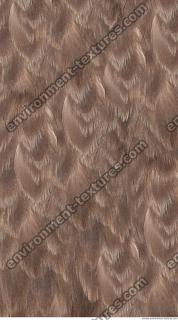 Photo Textures of Animals Skin